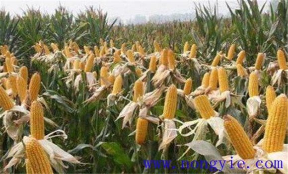 玉米千粒重怎么计算 玉米千粒重形成因素是什么