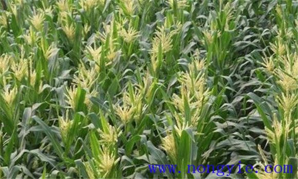 玉米穗期管理技术:玉米穗期的主攻目标是什么 玉米穗期管理技术:玉米穗期的主攻目标是什么