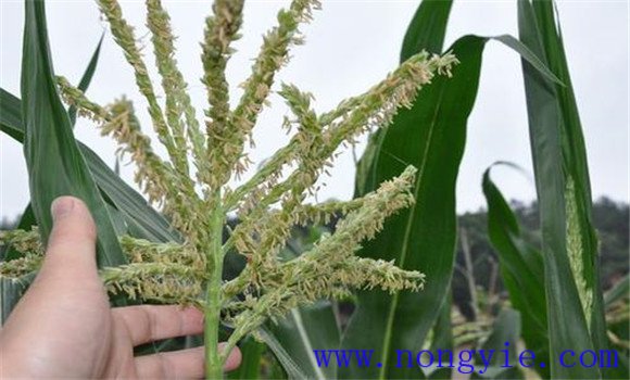 玉米穗期管理技术:玉米穗期的主攻目标是什么 玉米穗期管理技术:玉米穗期的主攻目标是什么