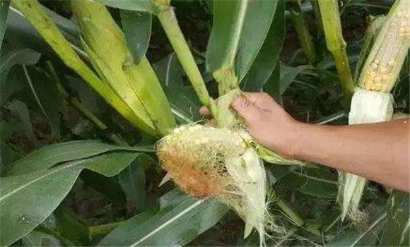 玉米畸形穗什么原因造成的 玉米多高出天穗正常 玉米畸形穗什么原因造成的 玉米多高出天穗正常