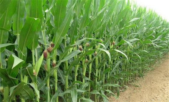 玉米畸形穗什么原因造成的 玉米多高出天穗正常 玉米畸形穗什么原因造成的 玉米多高出天穗正常