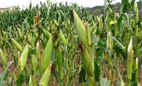 玉米矮化药的成分 玉米矮化药药害的表现是什么 玉米矮化药的成分 玉米矮化药药害的表现是什么