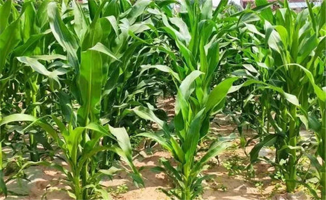 甜玉米种植技术有哪些特殊要点