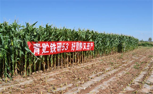 什么是青贮玉米 青贮玉米高产栽培技术要点