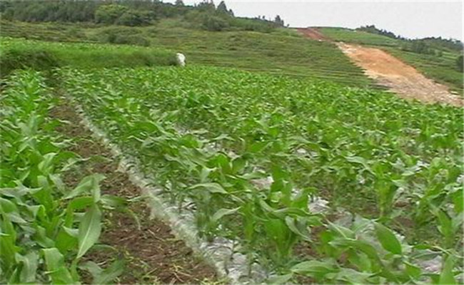地膜覆盖玉米播种时间 地膜玉米种植技术要点