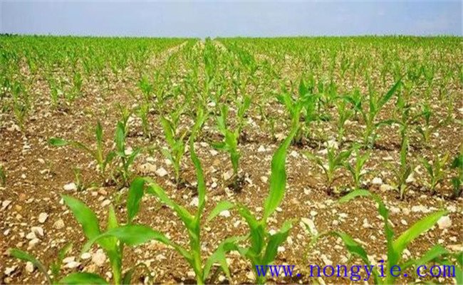 玉米除草剂在什么时间喷施 如何正确选择除草剂