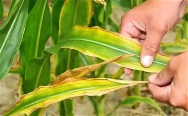 玉米缺少氮、磷、钾有什么症状，应当如何补救