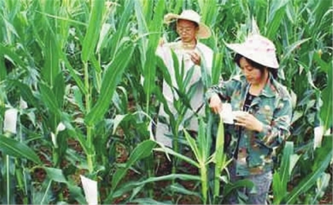 什么是玉米的隔行去雄？玉米隔行去雄方法