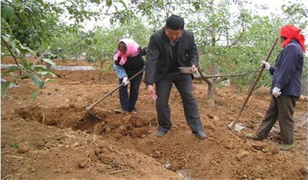蛋白玉米栽培技术要点：四项措施不能马虎