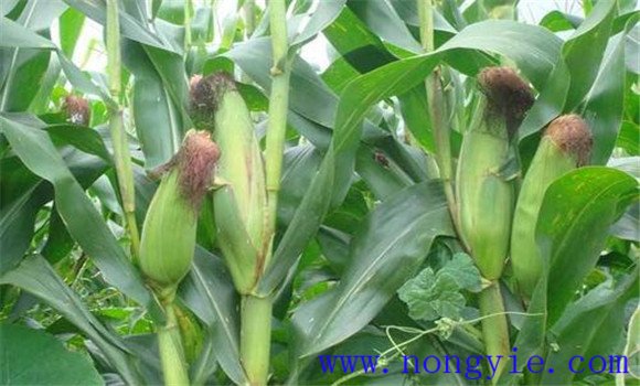 糯玉米和甜玉米的区别 糯玉米种植需注意事项