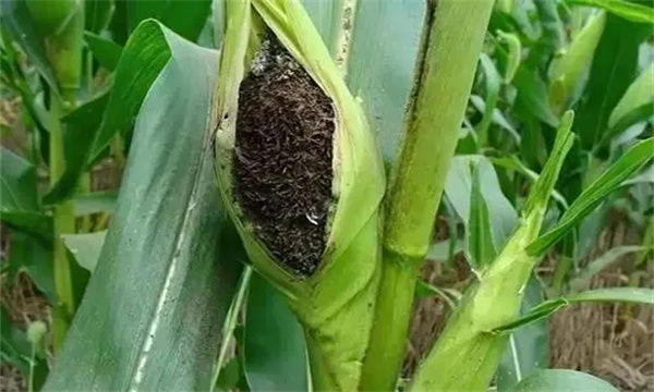 玉米瘤黑粉病的症状，其病原菌、传播途径是什