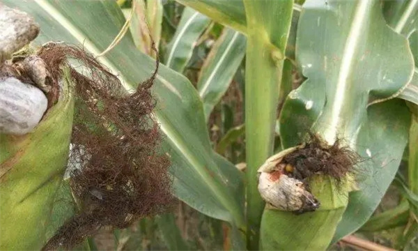 玉米瘤黑粉病的症状，其病原菌、传播途径是什