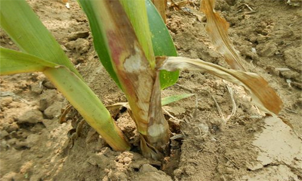 玉米纹枯病的病原菌、发病规律与发病因素