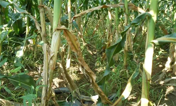 玉米纹枯病的病原菌、发病规律与发病因素