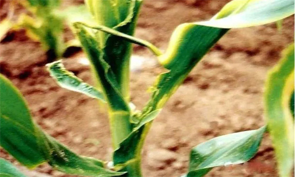 怎样防治玉米镰刀菌顶腐病，其病原菌是什么？