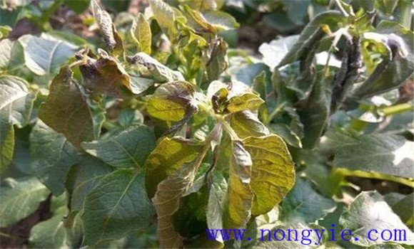 马铃薯冻害的防治方法 马铃薯冻害补救技术要点