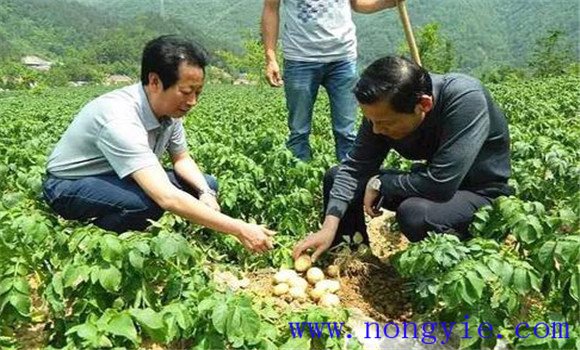 马铃薯结薯少是什么原因 马铃薯结薯期需要什么
