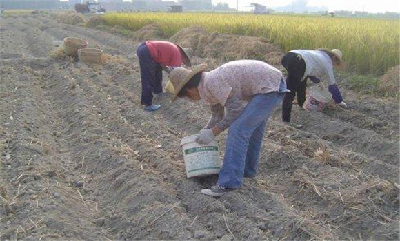 土豆种植时间和方法 土豆的播种方法与控旺措施
