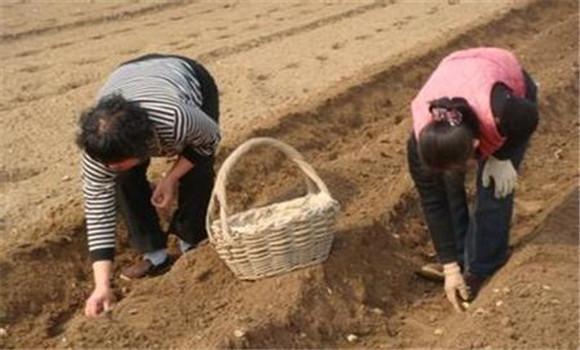 土豆种植时间和方法 土豆的播种方法与控旺措施