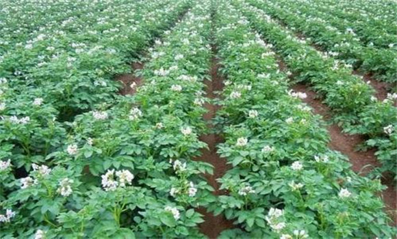 土豆种植时间和方法 土豆的播种方法与控旺措施