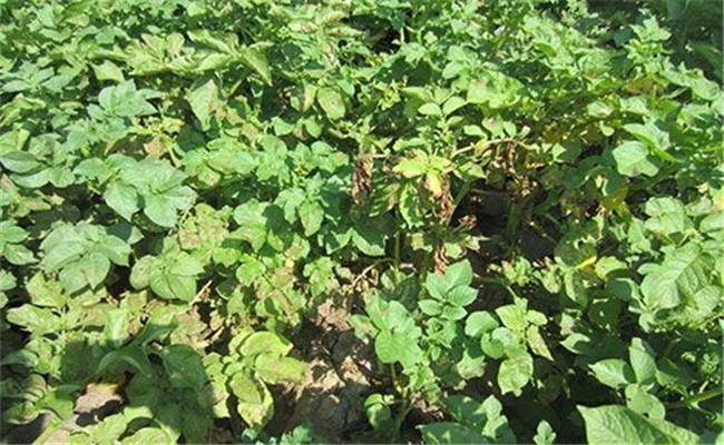 马铃薯黄萎病的症状特征、发病规律与防治方法