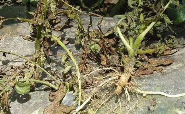马铃薯黄萎病的症状特征、发病规律与防治方法