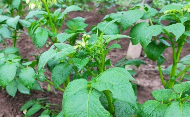 马铃薯青枯病的病原、症状、传播方式防治方法