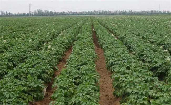 马铃薯生长的环境条件 马铃薯用什么肥料比较好