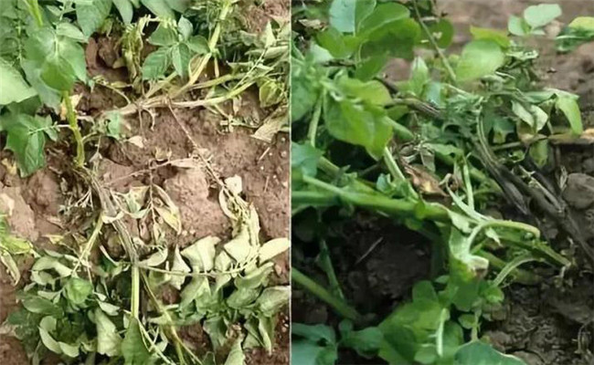 马铃薯黑胫病病原菌是什么 主要症状与发病规律
