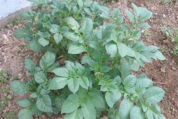 土豆秧用不用打尖和打叉，开花后施什么肥料？