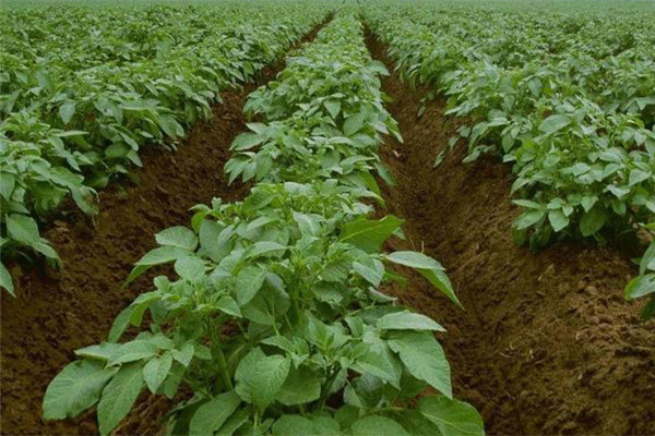 土豆秧用不用打尖和打叉，开花后施什么肥料？