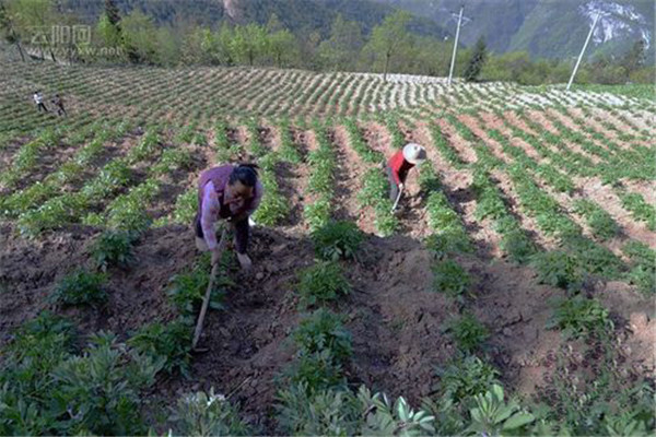 种植土豆为什么起垄，土豆怎样起垄种植？
