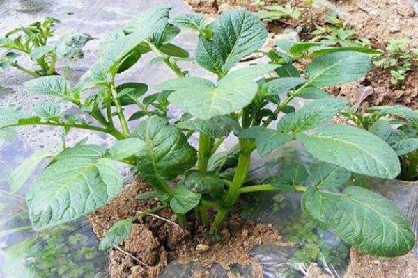 一棵土豆苗能结多少个土豆 土豆生长周期多少天