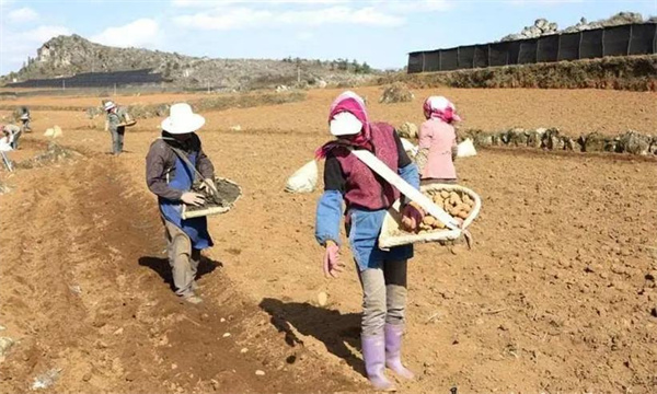 为什么秋季马铃薯要整薯播种 如何确定播种期? 为什么秋季马铃薯要整薯播种 如何确定播种期?