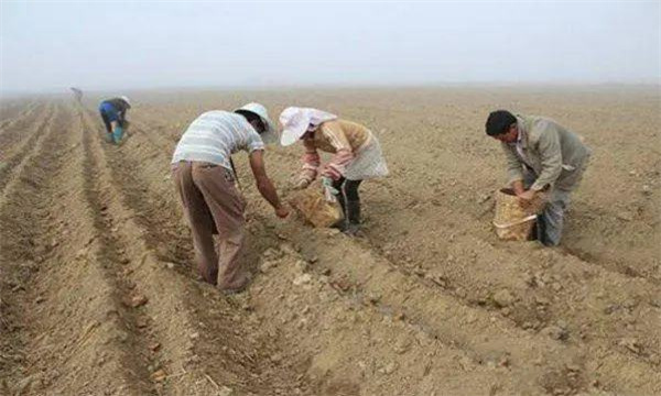 为什么秋季马铃薯要整薯播种 如何确定播种期? 为什么秋季马铃薯要整薯播种 如何确定播种期?