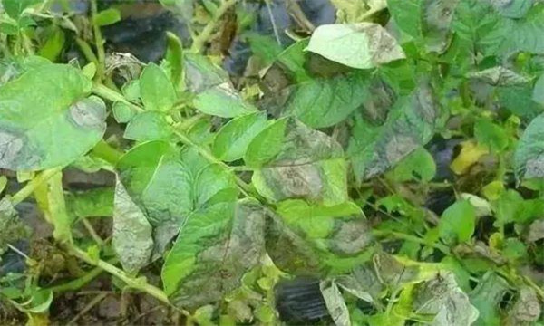 马铃薯常见病虫害及防治措施有哪些？
