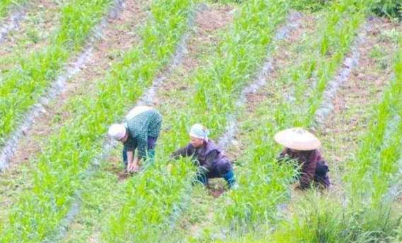 小米种植时间是何时 小米种植技术和方法、步骤
