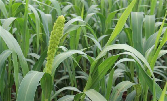 小米种植时间是何时 小米种植技术和方法、步骤