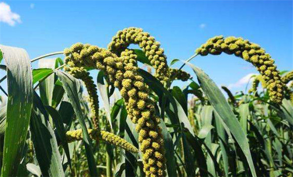小米种植时间是何时 小米种植技术和方法、步骤