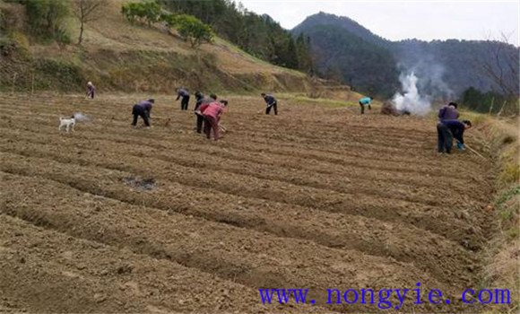 甘薯怎样栽培管理 甘薯种植栽培技术要点