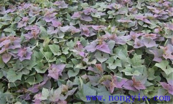 紫薯种植时间和方法 紫薯种植技术与管理要点