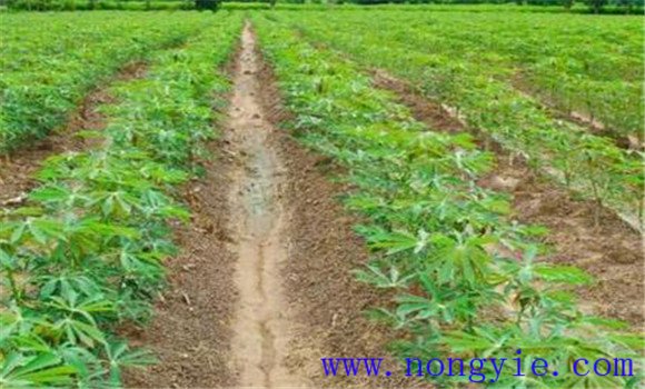 木薯种植技术与主要栽培步骤
