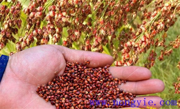 高粱高产种植步骤与方法 高粱的田间管理方法