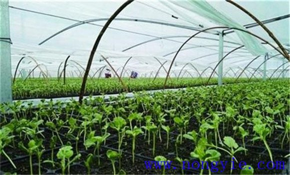 如何种植豆薯 豆薯栽培技术要点