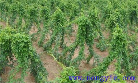山药怎么种植 山药栽培技术要点
