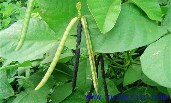 绿豆种植时间和方法 绿豆栽培技术要点