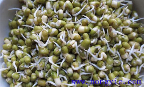 绿豆栽培管理技术要点 种植绿豆需注意事项