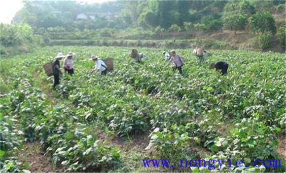 绿豆栽培管理技术要点 种植绿豆需注意事项