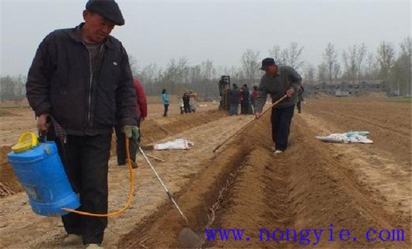 山药怎样种植 山药种植技术与栽培管理方法