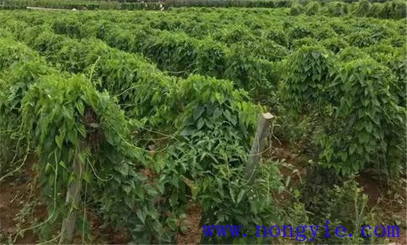 山药人工栽培方法 山药的田间管理措施是什么